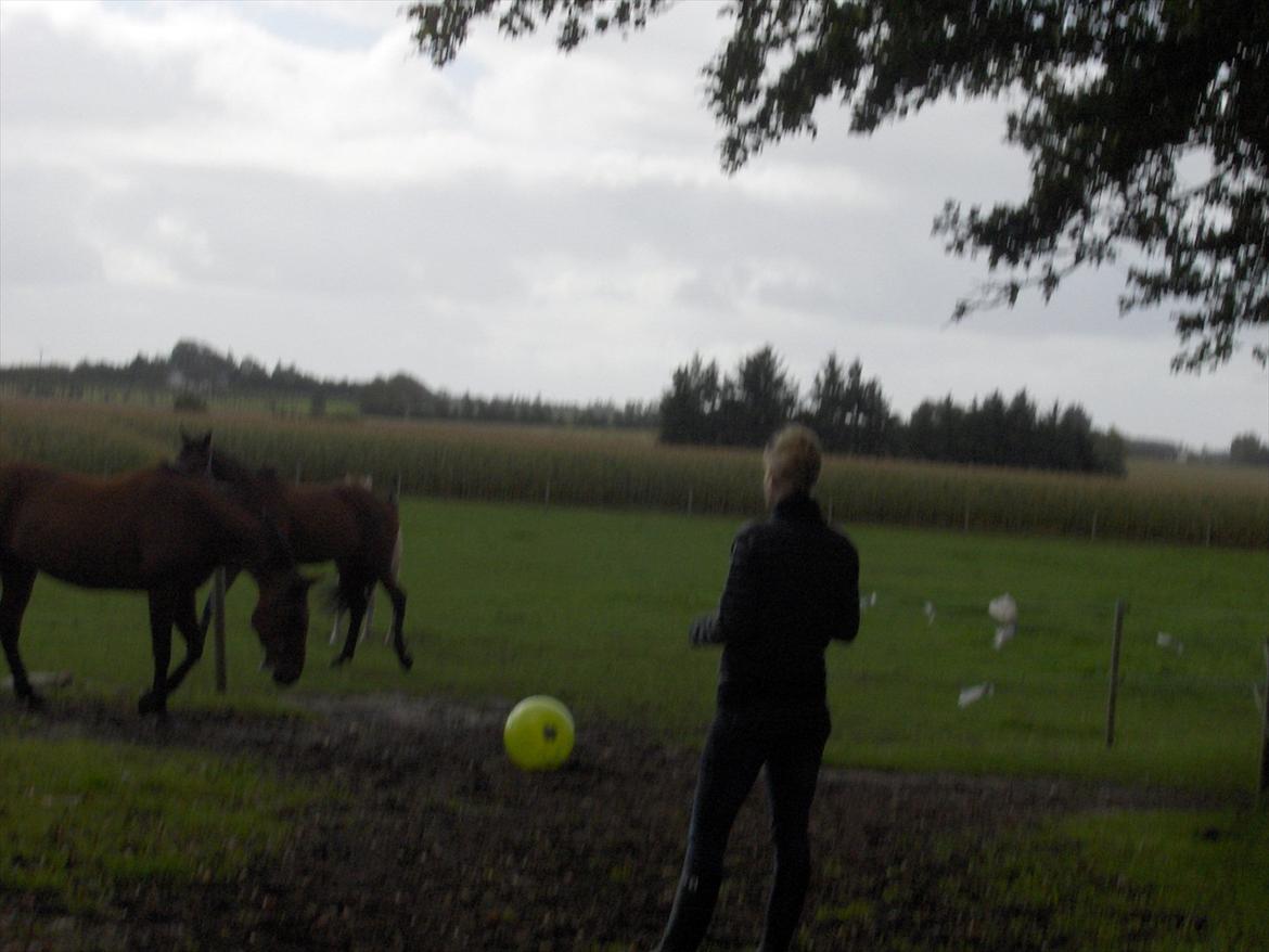 Traver  Kudu / Mojo billede 18