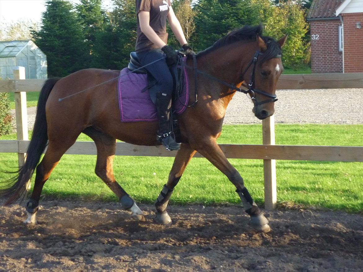 Tysk Sportspony Cyveria(Amy) - Amy efter 3 måneder:) billede 7