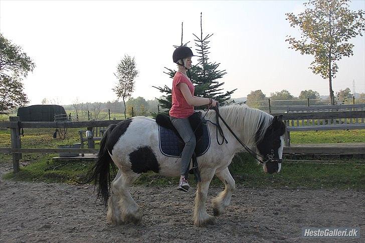 Irish Cob Django - Det er helt vildt så lækkert og afslappet han er begyndt at gå! Foto: Sofie - Oktober 2011 billede 9