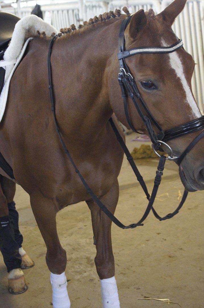 Anden særlig race Red Spirit :)  - Lige inden stævne :) - Falster dressage Cup billede 1