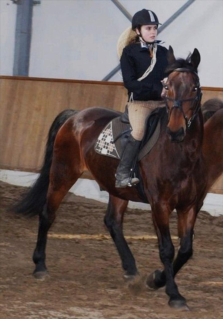 Oldenborg Kong Knud - Den bedste :* - KK og og jeg til showstævne, her er vi lige blevet færdige med vores springklasse, og vi er klædt ud som fed cowboy og hest ;-) Foto: Lau  billede 7