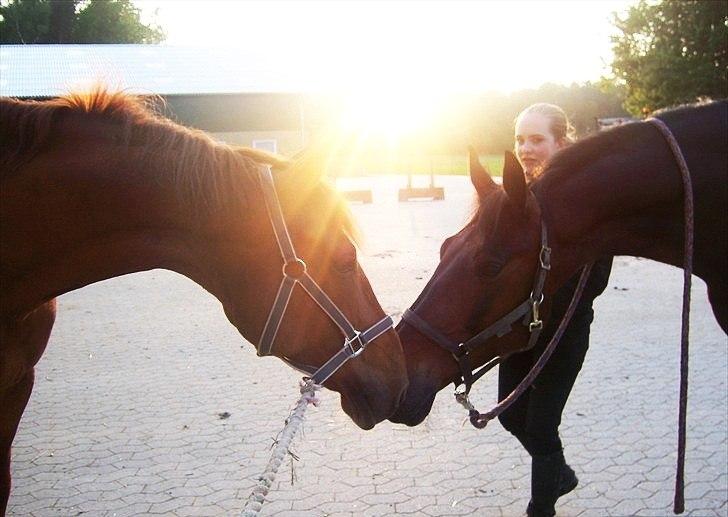 Oldenborg Kong Knud - Den bedste :* - KK og Maggie, med solnedgang :-) Foto: Pernille H. billede 4