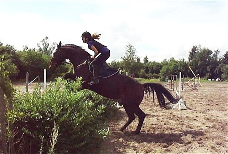 Oldenborg Kong Knud - Den bedste :* - KK og jeg springer hæk. Undskyld kvalitet, taget ud af en video. billede 13