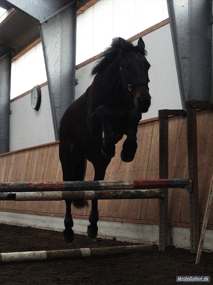 Oldenborg Kong Knud - Den bedste :* - KK løsspringer Foto: Mig billede 15