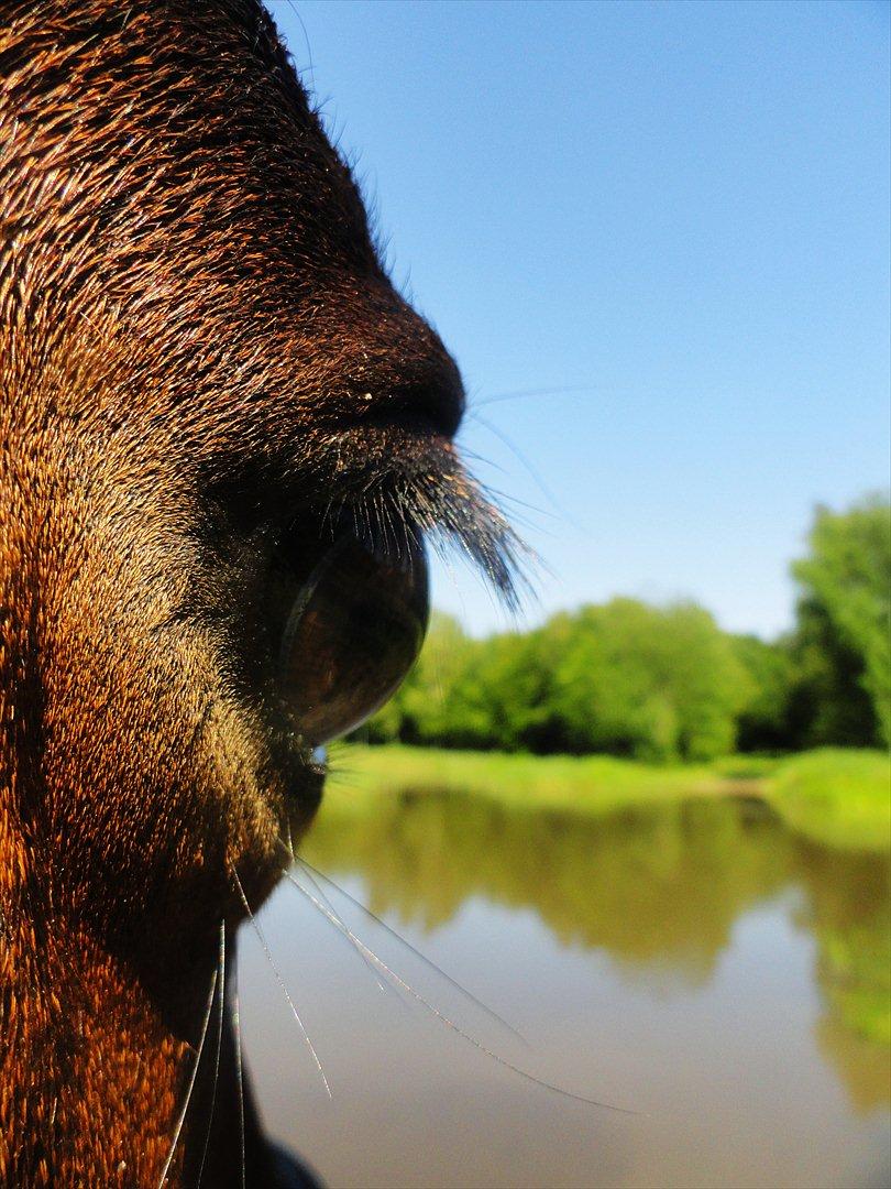 Oldenborg Kong Knud - Den bedste :* - KK foran badesøen Foto: Mig billede 19