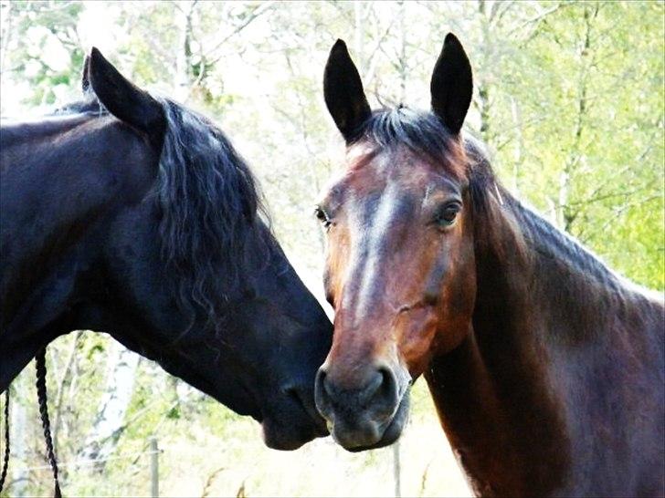 Oldenborg Kong Knud - Den bedste :* - Min skønne hest og smukke Karst :-) Foto: Mor billede 1