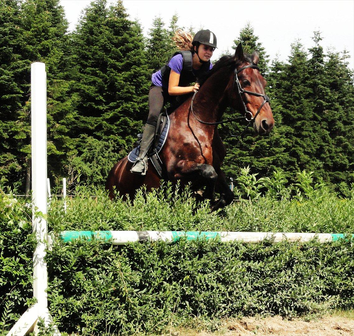 Oldenborg Kong Knud - Den bedste :* - KK og jeg springer hæk Foto: Mor billede 16