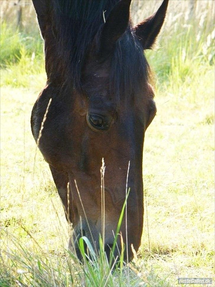 Oldenborg Kong Knud - Den bedste :* - Min smukke bassedreng :-* Foto: Mor billede 5