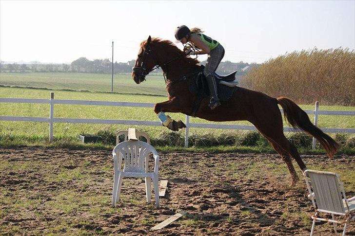 Traver Højvangen´s Play (solgt) billede 6