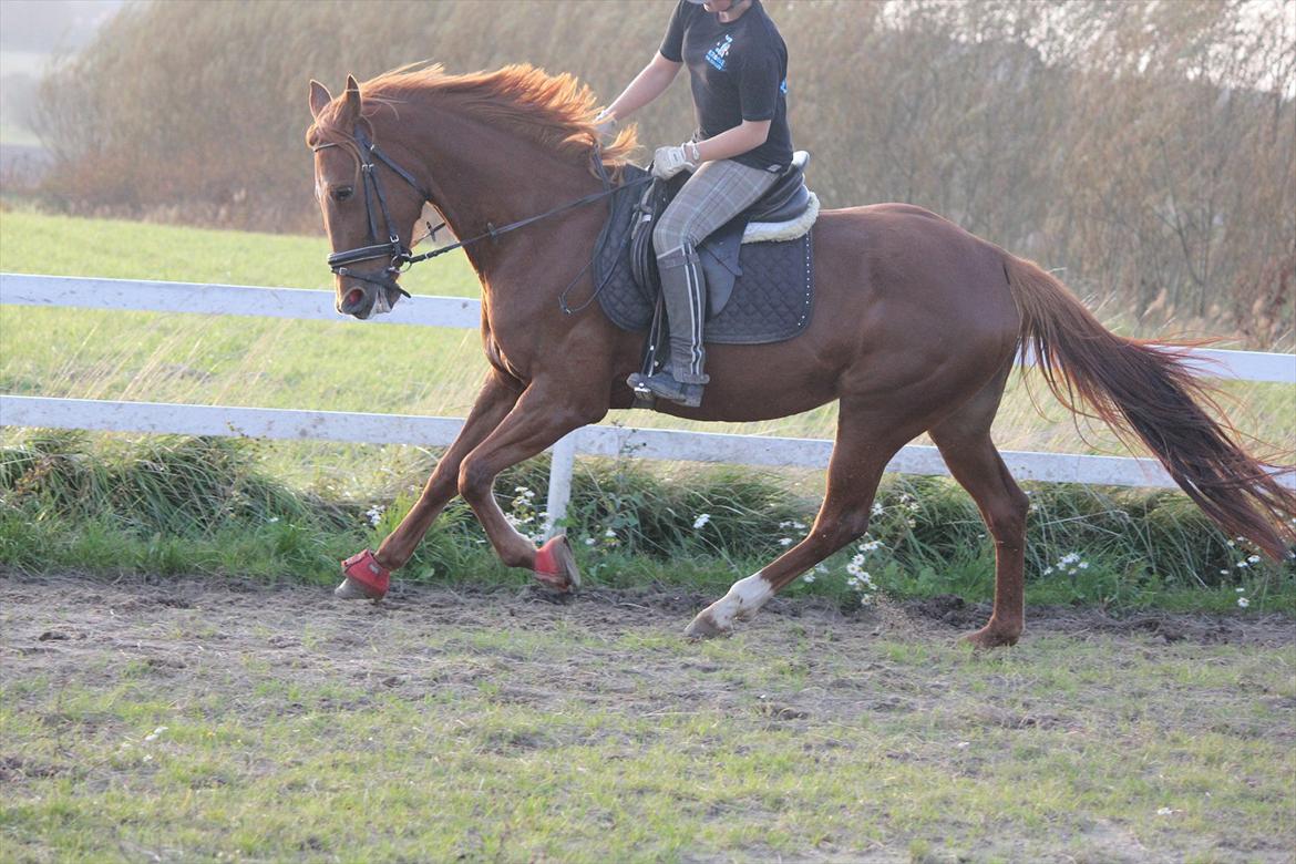 Traver Højvangen´s Play (solgt) billede 7