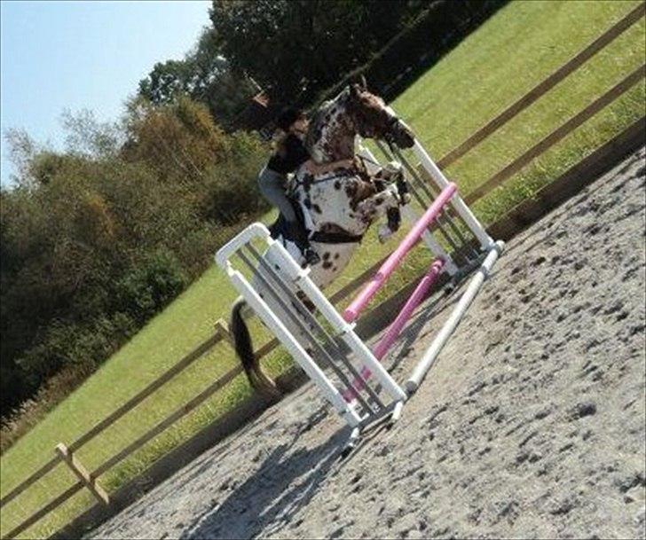 Knabstrupper Coco - Springer 80cm
Halstedhus Efterskole 2011/2012 billede 10