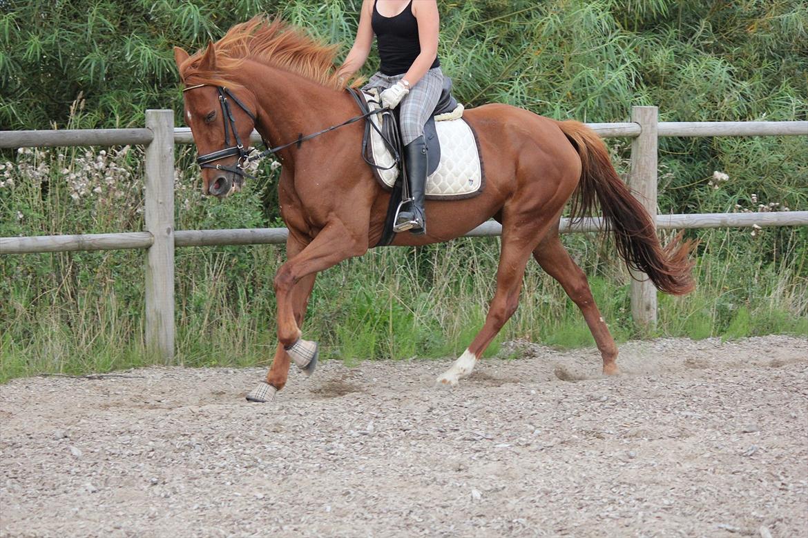 Traver Højvangen´s Play (solgt) billede 8