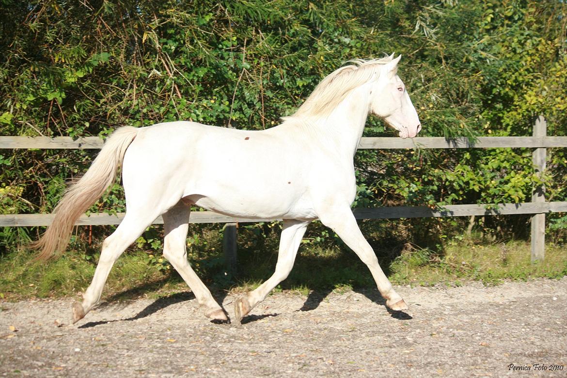 Knabstrupper Bolero billede 13