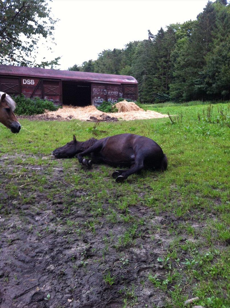 Islænder Mysla billede 2