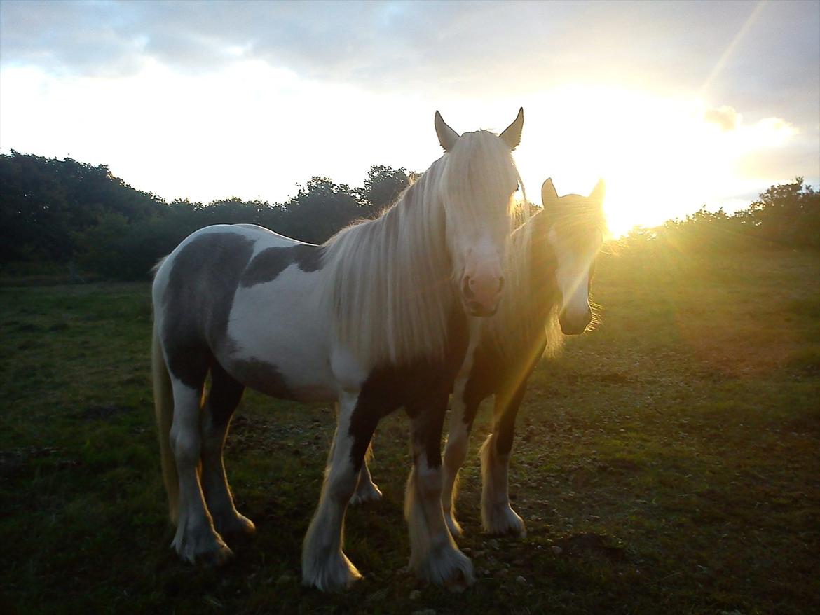 Irish Cob  Møgelgård´s Sparta - Sparta med hans gamle legekammerat Tucker, som lige er blevet solgt videre.Sparta 2 år  billede 1