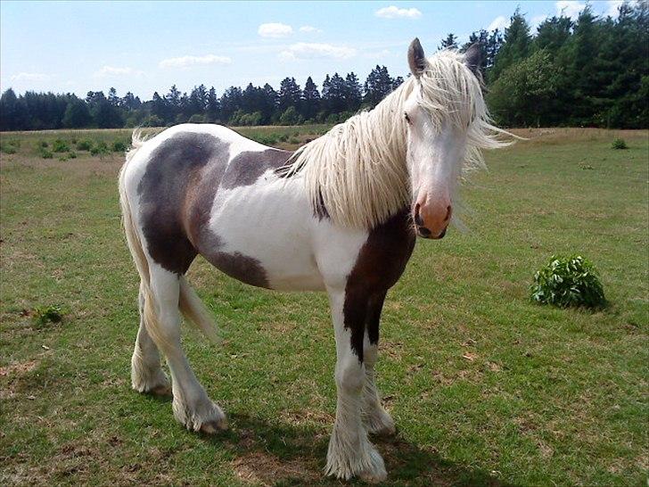 Irish Cob  Møgelgård´s Sparta - Sparta 1 år gammel billede 2