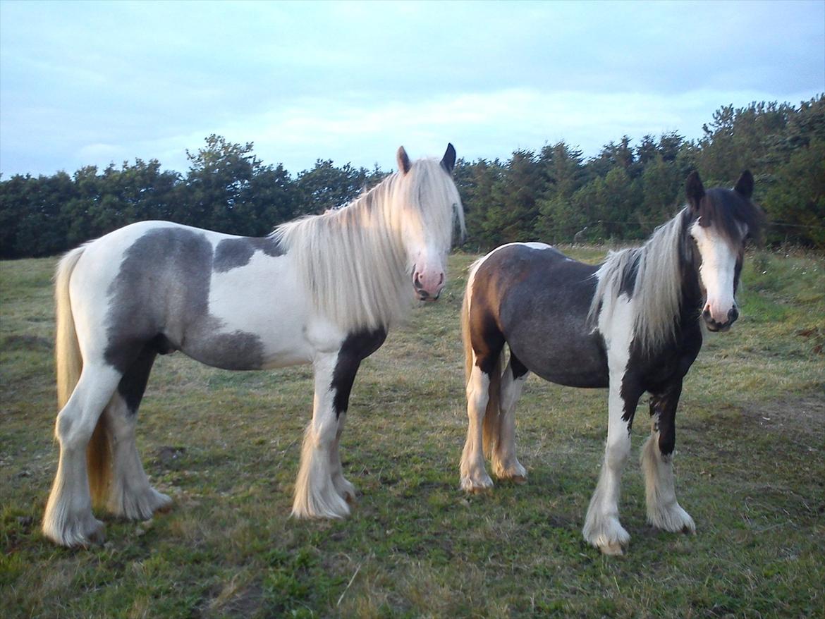 Irish Cob  Møgelgård´s Sparta - Sparta 2 år billede 3