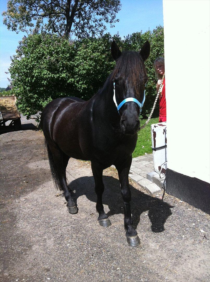 Anden særlig race Felix   R.I.P 3.10.2011 - Ubeskrivelig billede 1