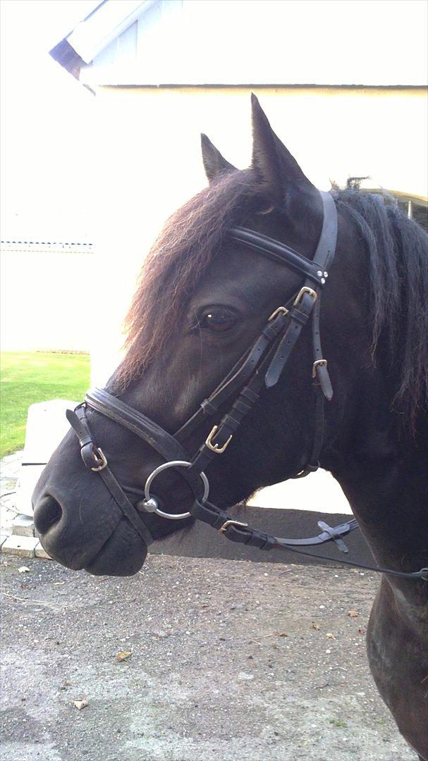 Anden særlig race Felix   R.I.P 3.10.2011 - Vidunderlig billede 2