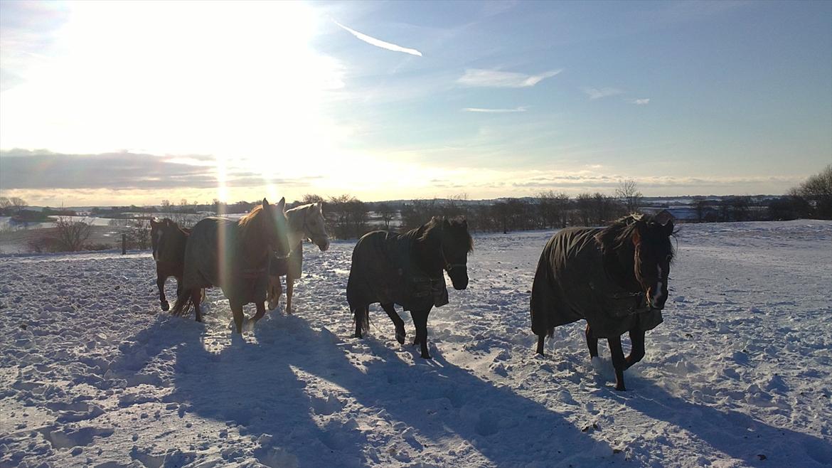 Anden særlig race Felix   R.I.P 3.10.2011 - Dejlig billede 3