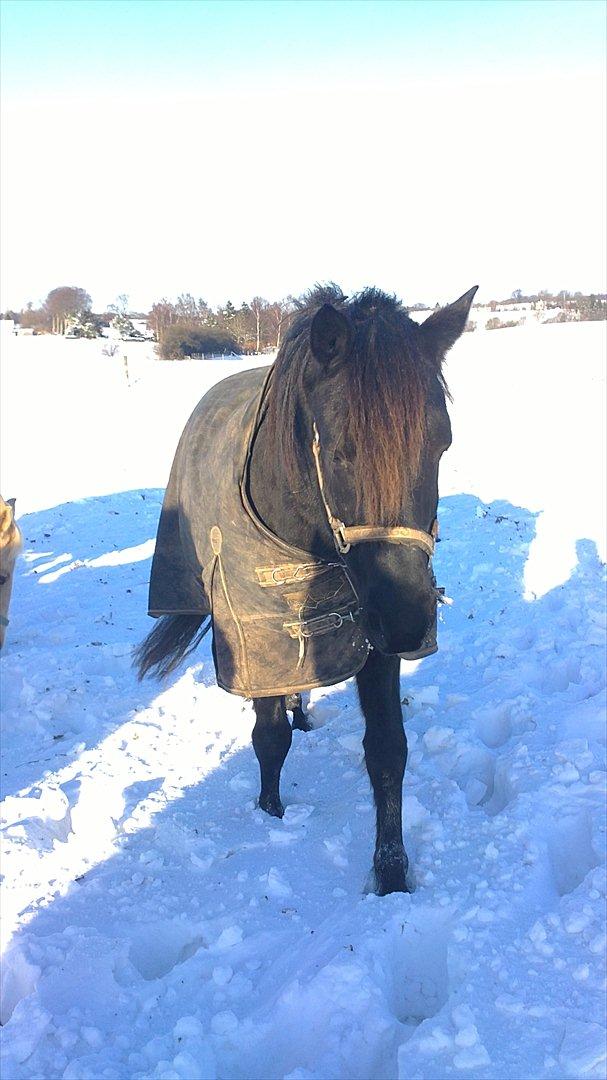 Anden særlig race Felix   R.I.P 3.10.2011 - Fantastisk billede 4