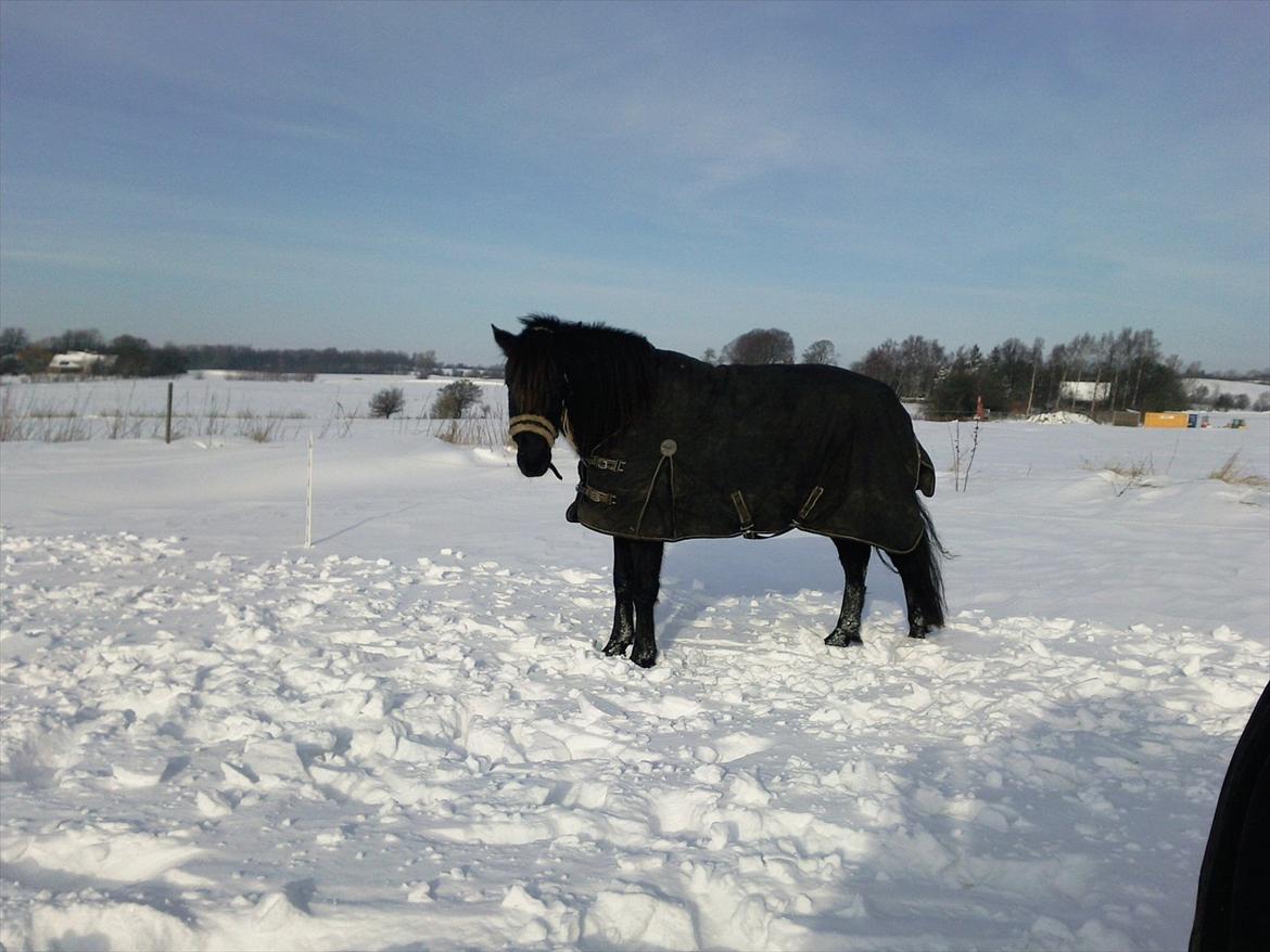 Anden særlig race Felix   R.I.P 3.10.2011 - Smuk billede 5