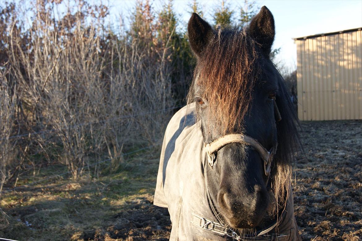 Anden særlig race Felix   R.I.P 3.10.2011 - Uimodstålig billede 6