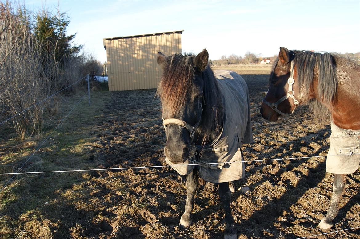 Anden særlig race Felix   R.I.P 3.10.2011 - Vel oplært billede 7