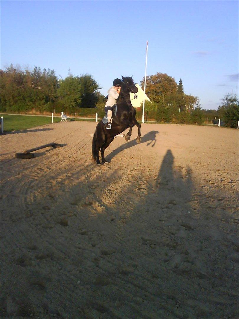 Anden særlig race Felix   R.I.P 3.10.2011 - Venlig billede 8