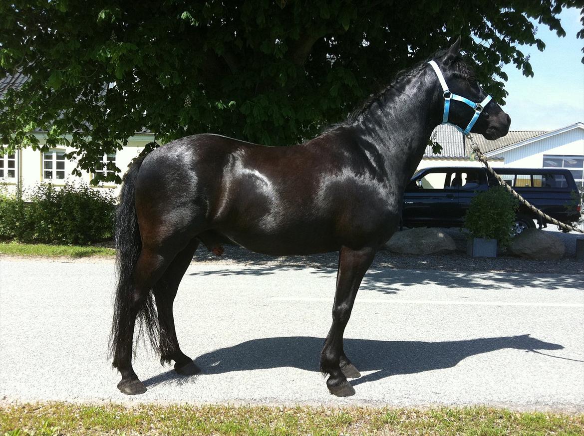 Anden særlig race Felix   R.I.P 3.10.2011 - Elsket billede 9