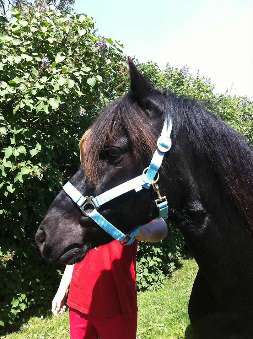 Anden særlig race Felix   R.I.P 3.10.2011 - Sød billede 11