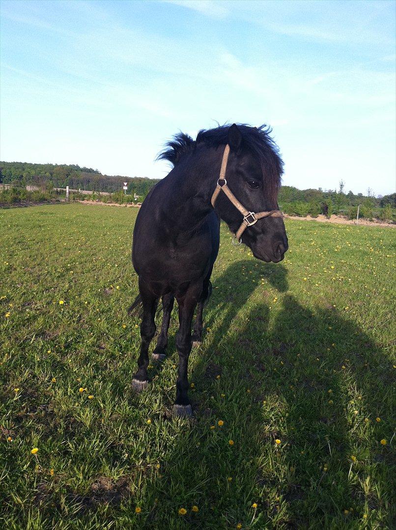 Anden særlig race Felix   R.I.P 3.10.2011 - Skøn billede 12