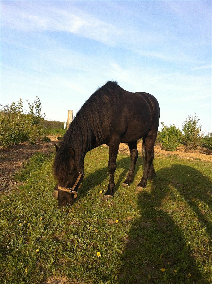 Anden særlig race Felix   R.I.P 3.10.2011 - Savnet billede 13