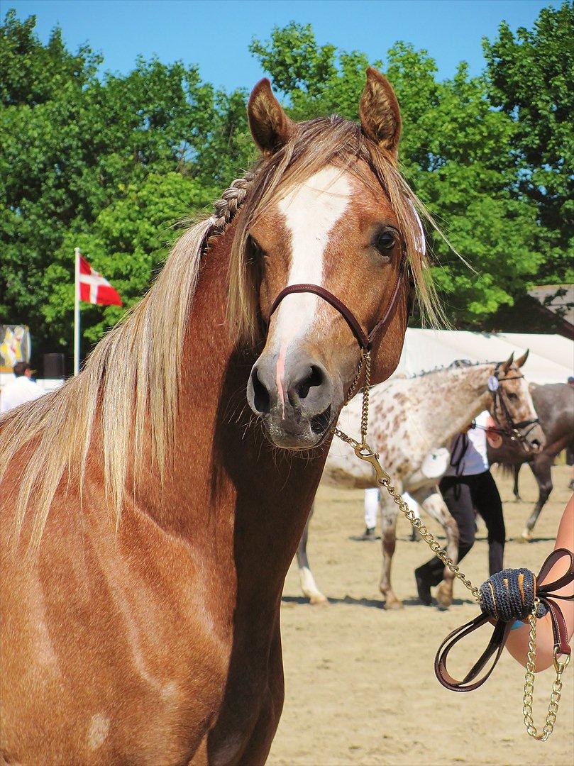 Arabisk fuldblod (OX) Zakwan OX  - Roskilde dyreskue.  billede 3