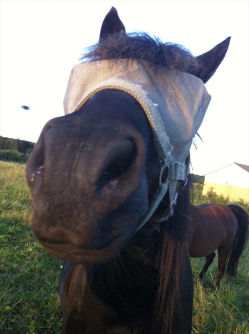 Anden særlig race Felix   R.I.P 3.10.2011 - Drømme opfyldende billede 14