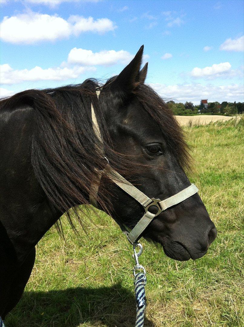 Anden særlig race Felix   R.I.P 3.10.2011 - Blænende billede 15