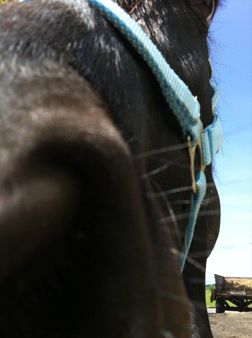 Anden særlig race Felix   R.I.P 3.10.2011 - Uopnålig billede 16