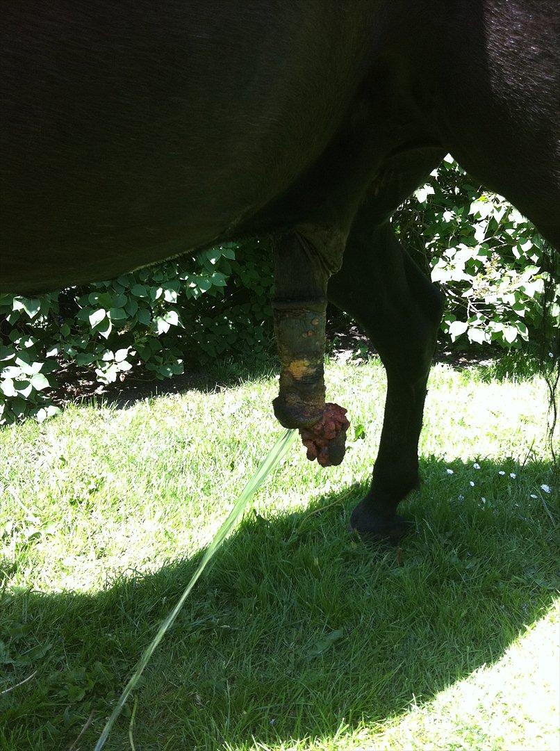 Anden særlig race Felix   R.I.P 3.10.2011 - Sådan så den fordærdelige vorte ud, det der var i starten, den voksede og blev meget større, jeg har deværre ikke noget billed af den fra det sidste. 
Jeg tænker meget på, hvorfor det lige skulle være dig dreng! billede 17
