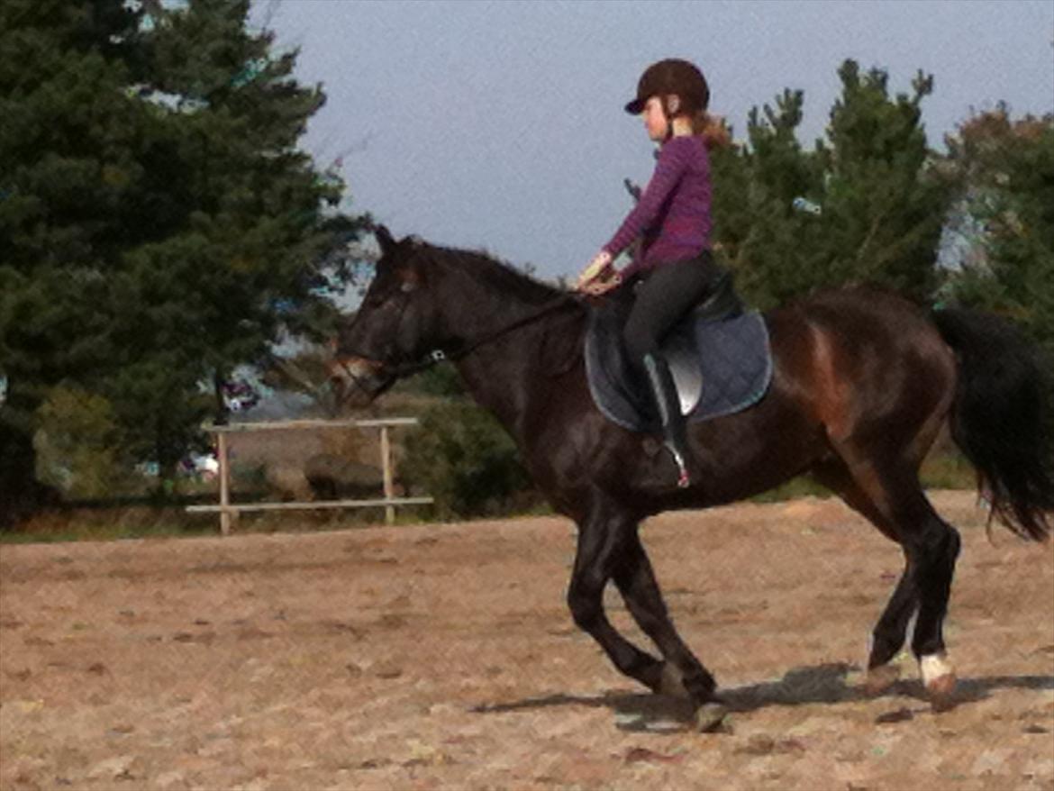 Anden særlig race Markant - i galop den 2. dag på hosk han stod der


billede taget i holstebro billede 11