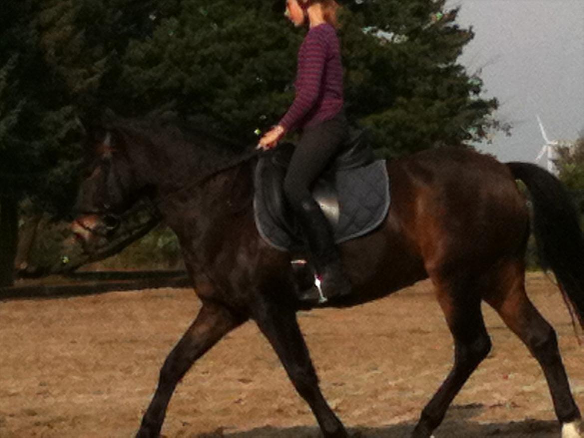 Anden særlig race Markant - vi traver skam også den 2. dag på hosk 


billede taget i holstebro billede 12