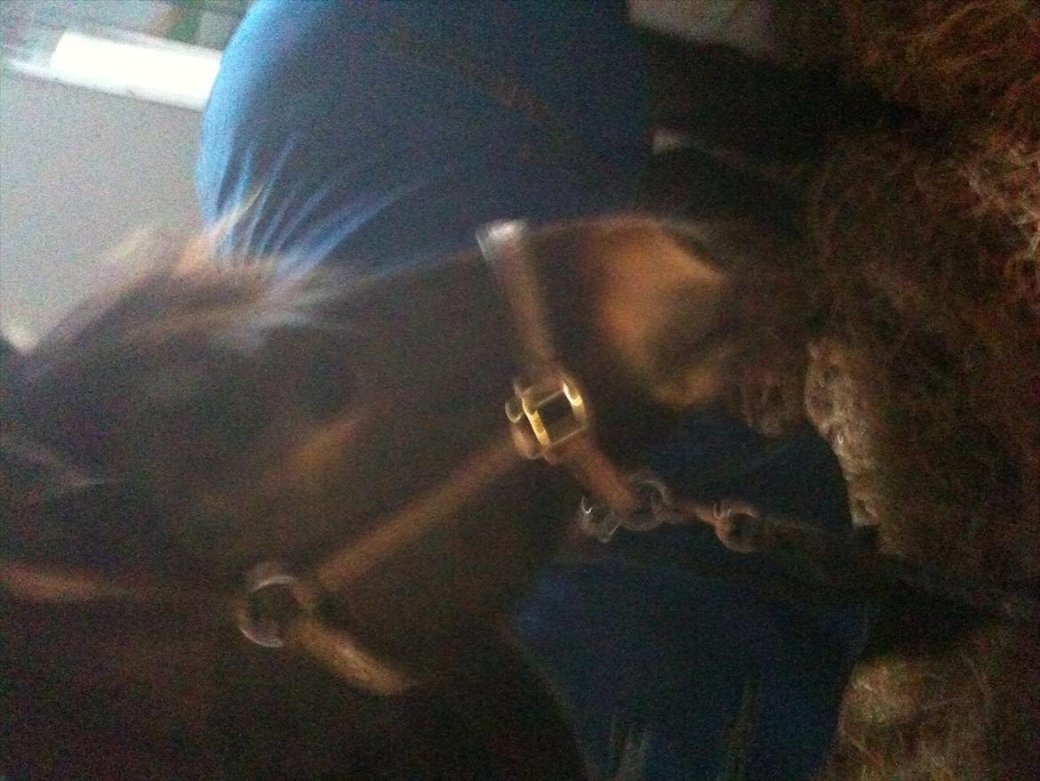 Anden særlig race Markant - mener du jeg skal have dekken på


billede taget i hodsager billede 3