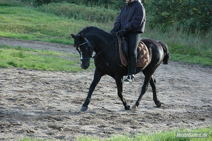 DSP Bjerregaards Wendy billede 5