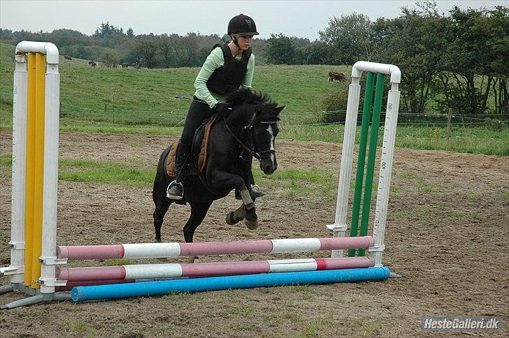 DSP Bjerregaards Wendy billede 6