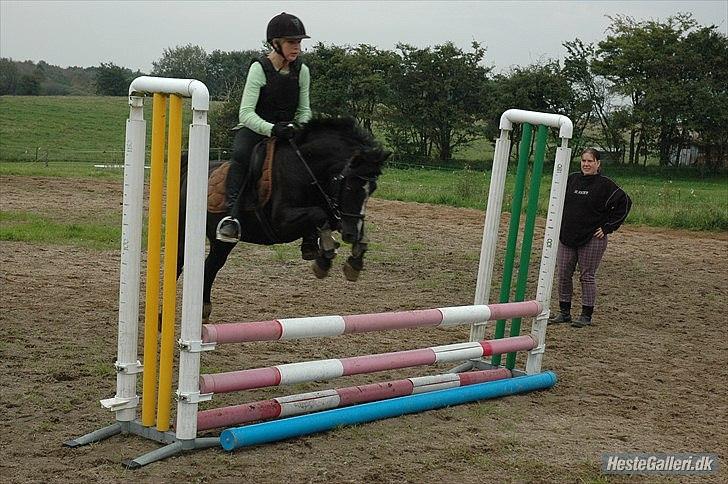 DSP Bjerregaards Wendy - Wendy er en rigtig lille springer!<3 billede 8