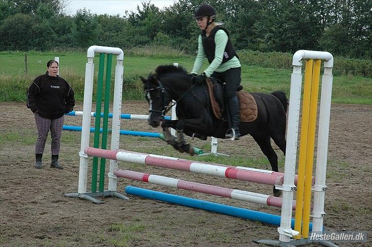 DSP Bjerregaards Wendy billede 9