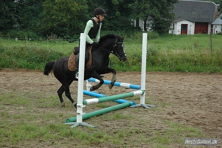 DSP Bjerregaards Wendy billede 10