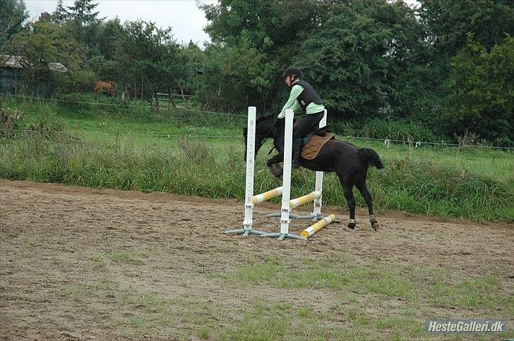 DSP Bjerregaards Wendy billede 11