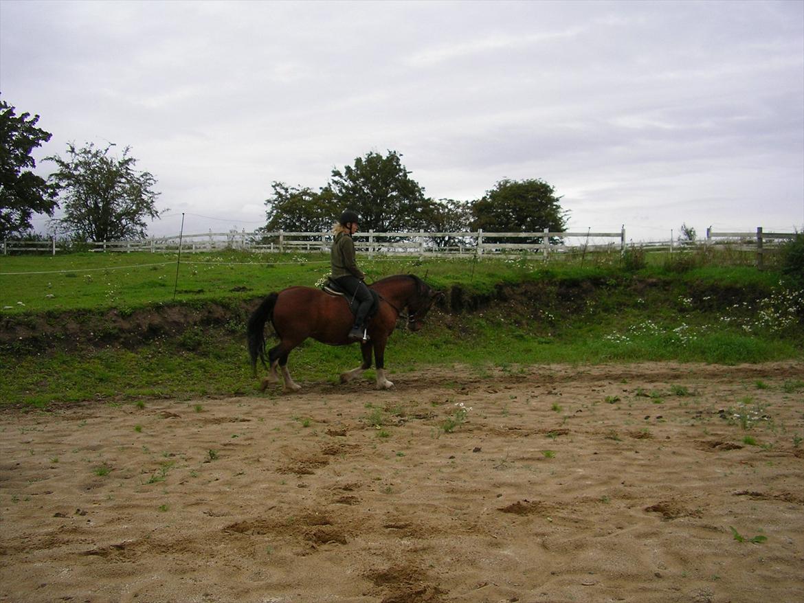 Anden særlig race Hesdalskær`s Victoria billede 6