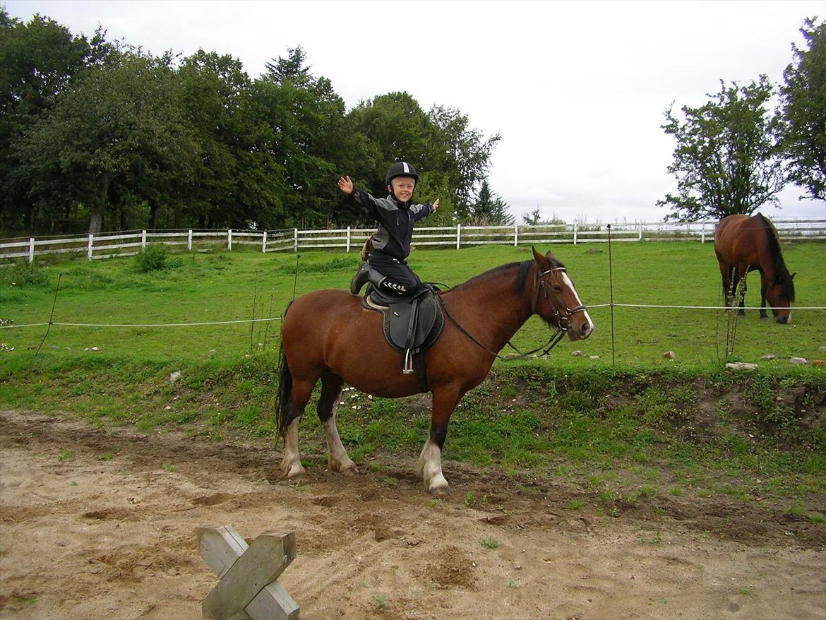 Anden særlig race Hesdalskær`s Victoria - hun er nu bare en kanon pony billede 7