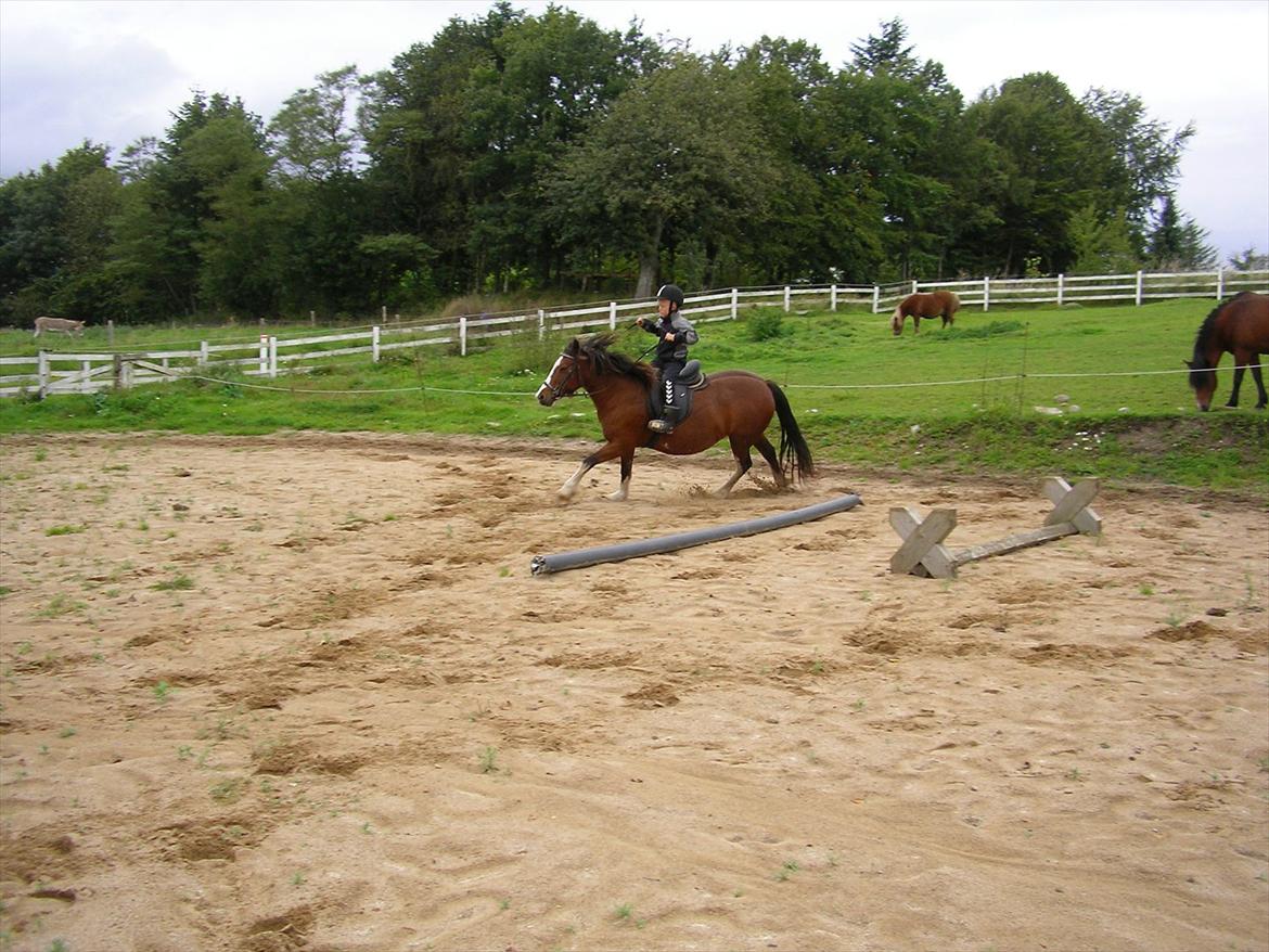 Anden særlig race Hesdalskær`s Victoria - Her tager min søn så lige en galop, efter hun har stået stille i ½år.. billede 10
